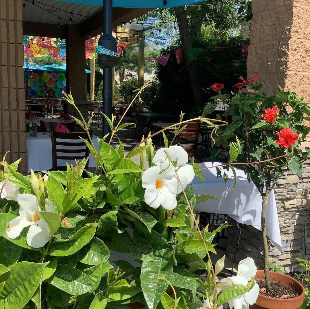 Flowers on the patio